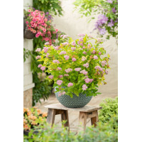 Tawuła 'Big Bang Tracy' | Spirea