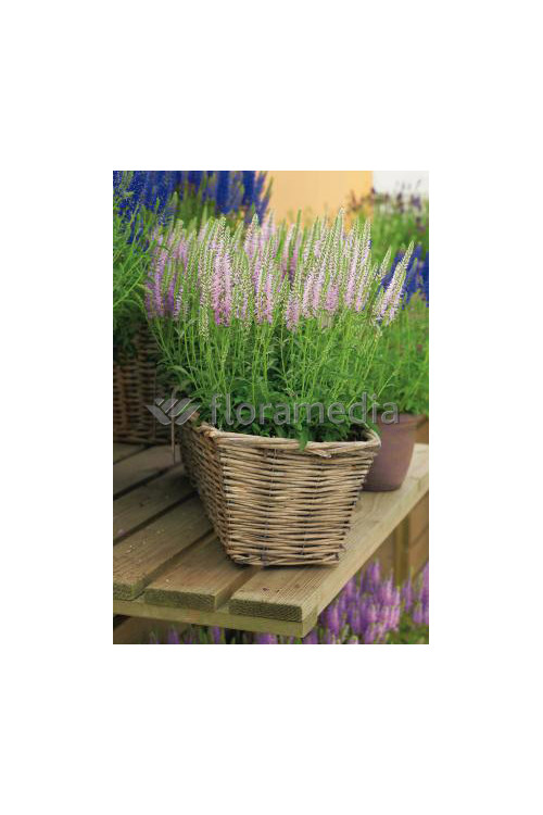 Przetacznik kłosowy 'Inspire Pink' | Veronica spicata