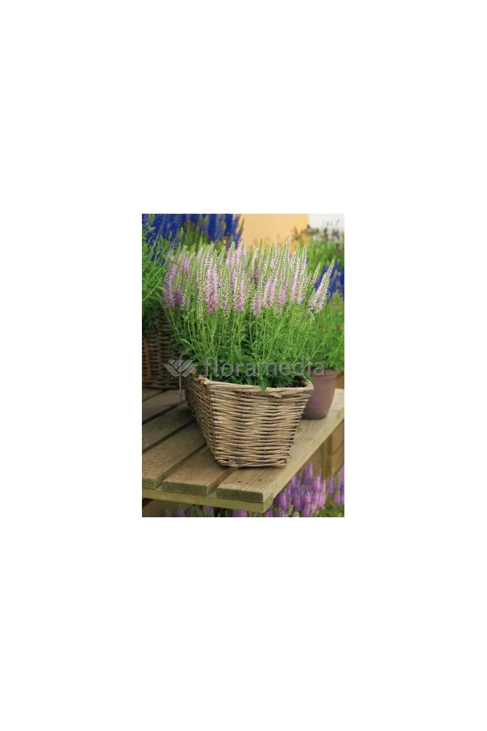 Przetacznik kłosowy 'Inspire Pink' | Veronica spicata