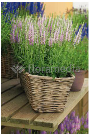 Przetacznik kłosowy 'Inspire Pink' | Veronica spicata