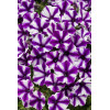 Supertunia MINI Vista 'Violet Star'