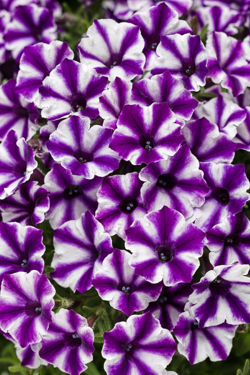 Supertunia MINI Vista 'Violet Star'