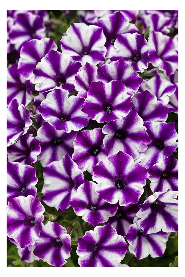 Supertunia MINI Vista 'Violet Star'