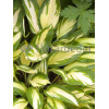 Funkia 'Cherry Berry' Hosta