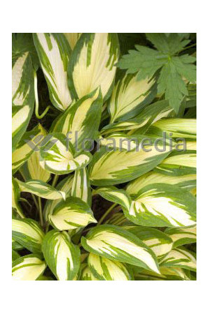 Funkia 'Cherry Berry' Hosta