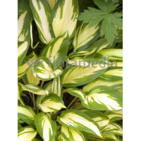 Funkia 'Cherry Berry' Hosta