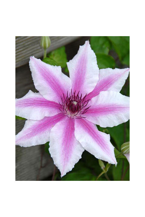 Powojnik 'Carnaby' | Clematis