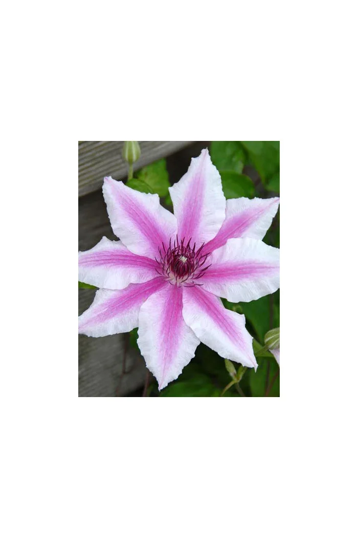 Powojnik 'Carnaby' | Clematis