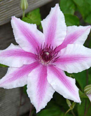 Powojnik 'Carnaby' | Clematis