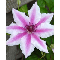 Powojnik 'Carnaby' | Clematis