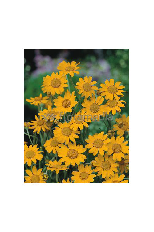 Eriofil darniowy Eriophyllum lanatum