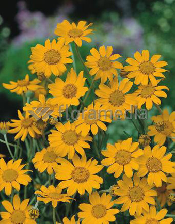 Eriofil darniowy Eriophyllum lanatum