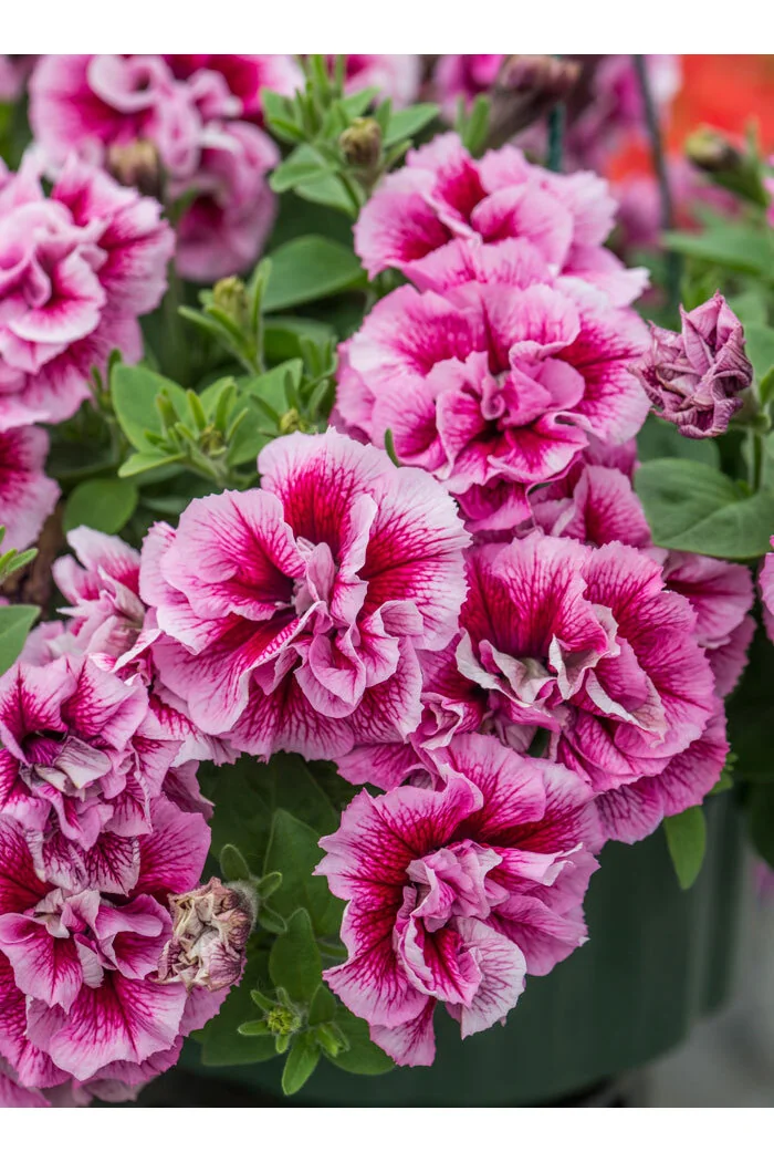 Petunia 'Tumbelina Francesca' | Petunia x hybrida