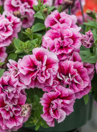 Petunia 'Tumbelina Francesca' | Petunia x hybrida