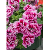 Petunia 'Tumbelina Francesca' | Petunia x hybrida