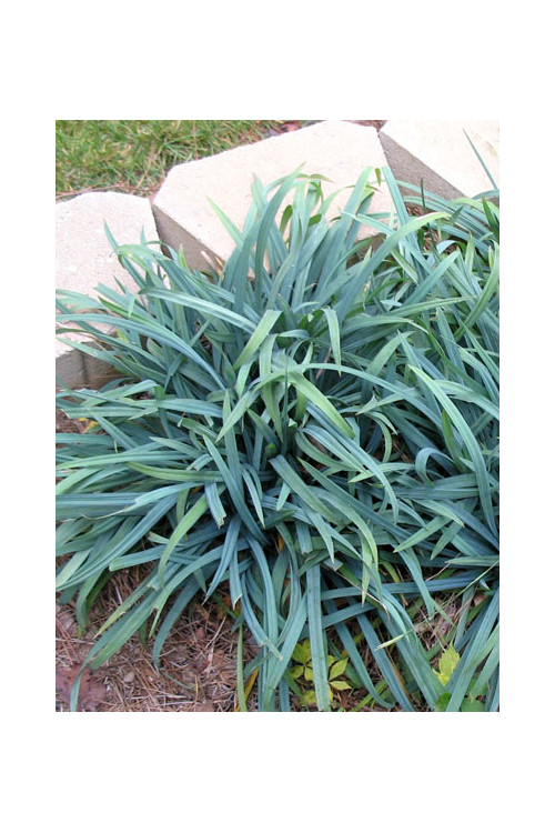 Turzyca 'Bunny Blue' | Carex laxicumulus