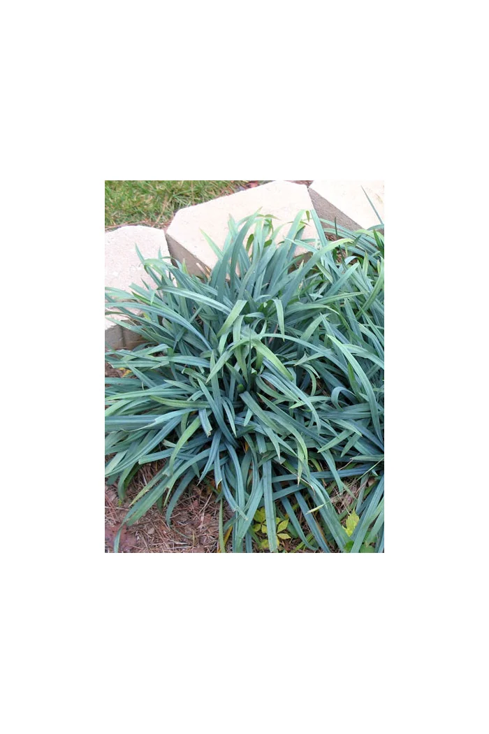 Turzyca 'Bunny Blue' | Carex laxicumulus