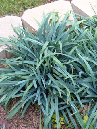Turzyca 'Bunny Blue' | Carex laxicumulus