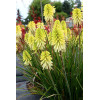 Trytoma 'Poco Citron' | Kniphofia