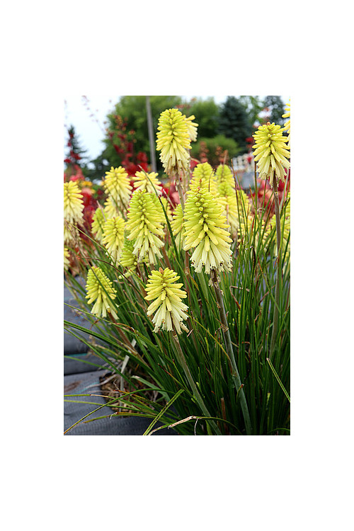 Trytoma 'Poco Citron' | Kniphofia