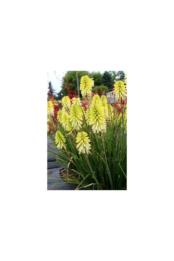 Trytoma 'Poco Citron' | Kniphofia