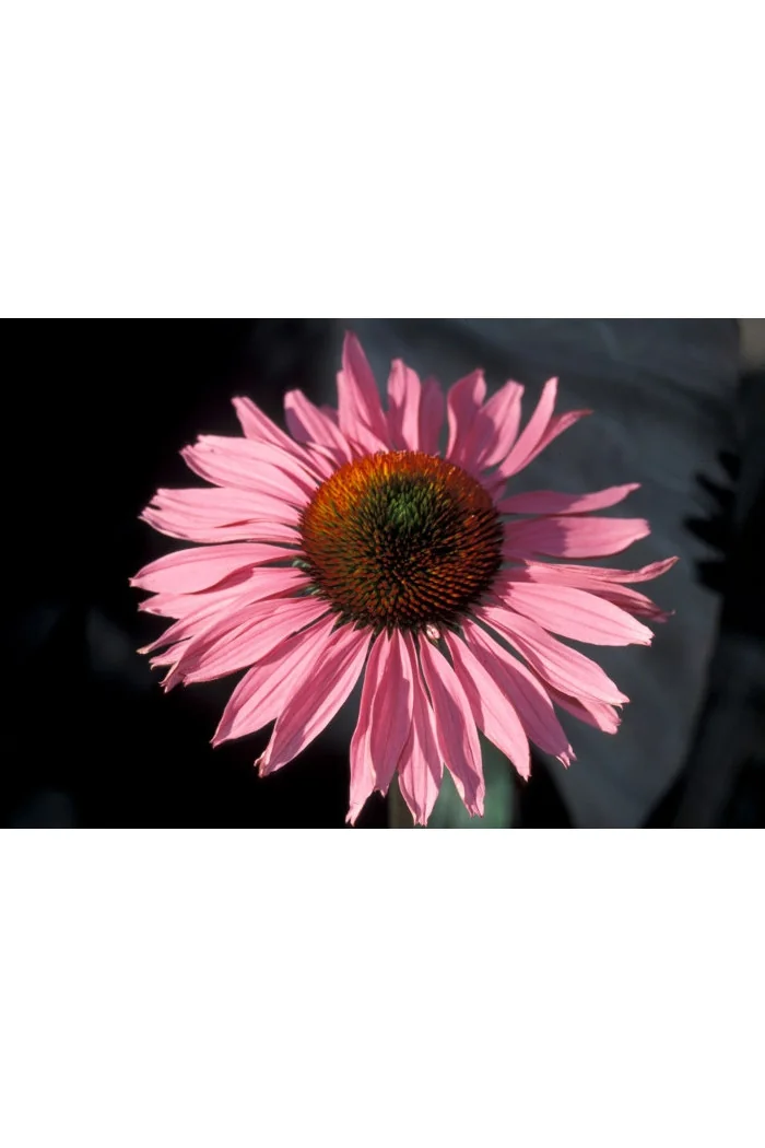 Jeżówka 'Ruby Giant' Echinacea