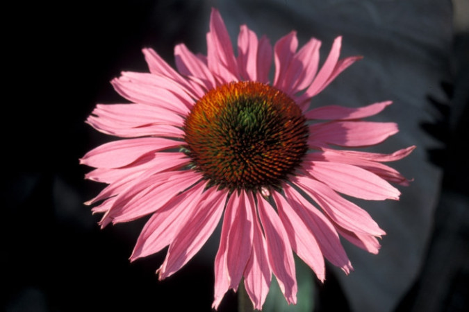 Jeżówka 'Ruby Giant' Echinacea