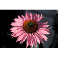 Jeżówka 'Ruby Giant' Echinacea