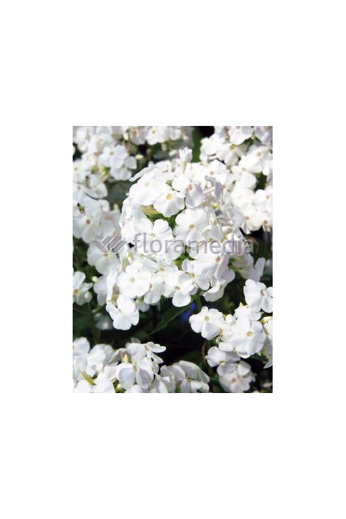 Floks wiechowaty 'David' Phlox panniculata