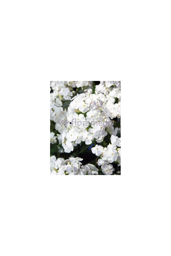 Floks wiechowaty 'David' Phlox panniculata