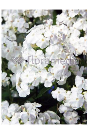 Floks wiechowaty 'David' Phlox panniculata