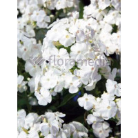 Floks wiechowaty 'David' Phlox panniculata