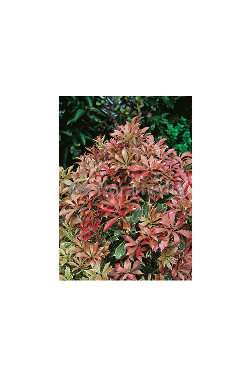 Pieris japoński 'Carnaval' Pieris japonica