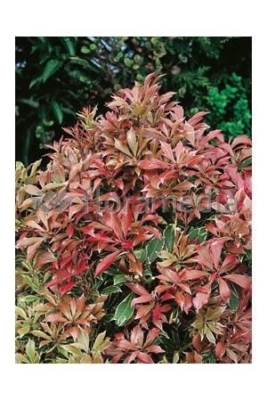 Pieris japoński 'Carnaval' Pieris japonica
