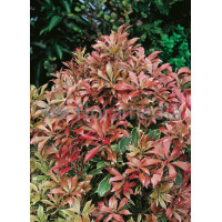 Pieris japoński 'Carnaval' Pieris japonica