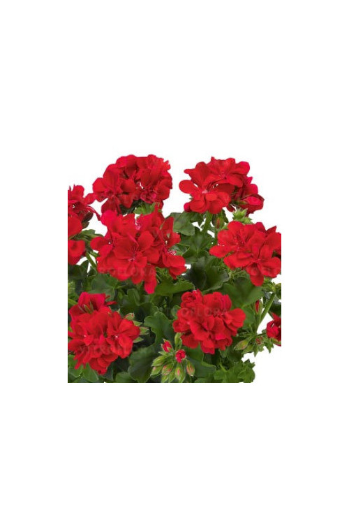 Pelargonia bluszczolistna 'Two in One Scarlet'