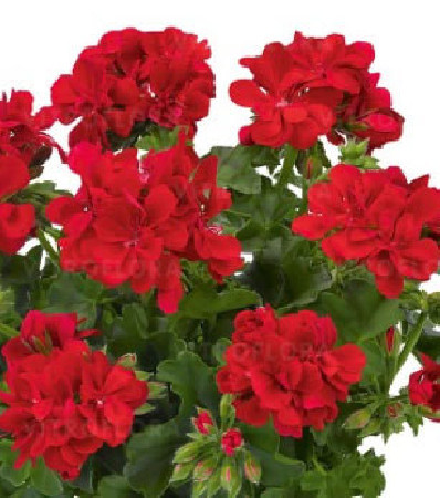 Pelargonia bluszczolistna 'Two in One Scarlet'