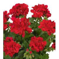 Pelargonia bluszczolistna 'Two in One Scarlet'