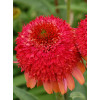 Jeżówka 'Meteor Red' Echinacea