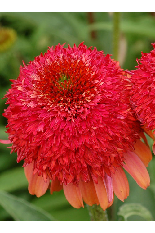Jeżówka 'Meteor Red' Echinacea
