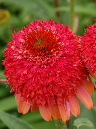 Jeżówka 'Meteor Red' Echinacea