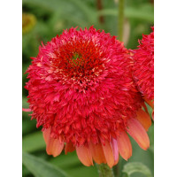 Jeżówka 'Meteor Red' Echinacea