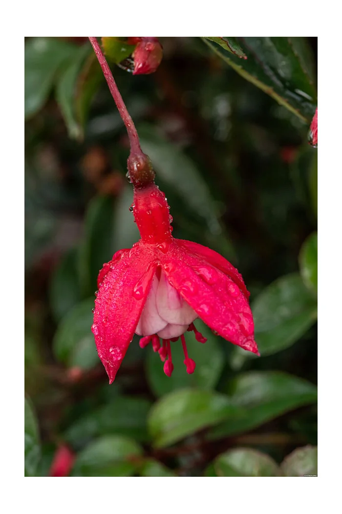 Fuksja 'Madame Cornellissen' | Fuchsia hybrida