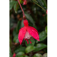 Fuksja 'Madame Cornellissen' | Fuchsia hybrida