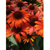 Jeżówka 'Orange Skipper' | Echinacea