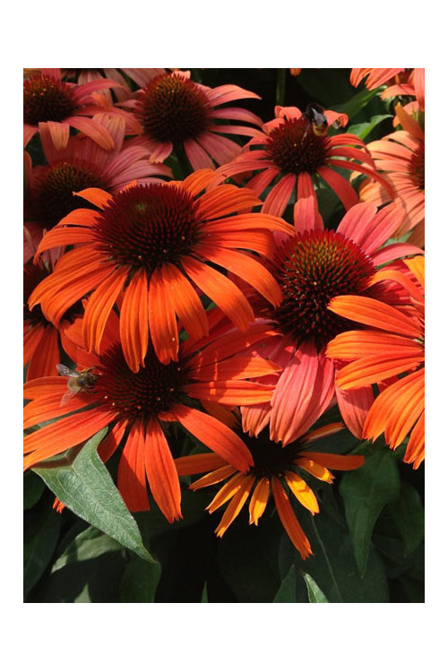 Jeżówka 'Orange Skipper' | Echinacea