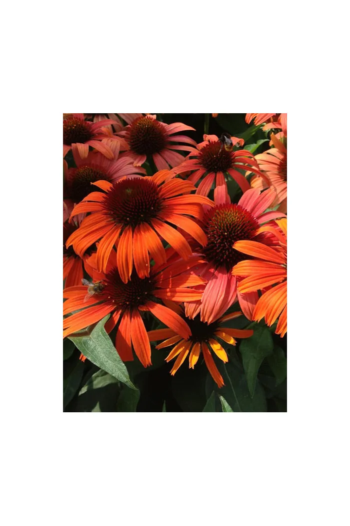 Jeżówka 'Orange Skipper' | Echinacea