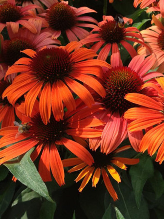 Jeżówka 'Orange Skipper' | Echinacea