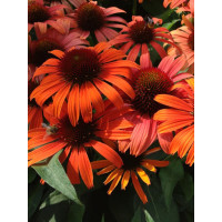 Jeżówka 'Orange Skipper' | Echinacea