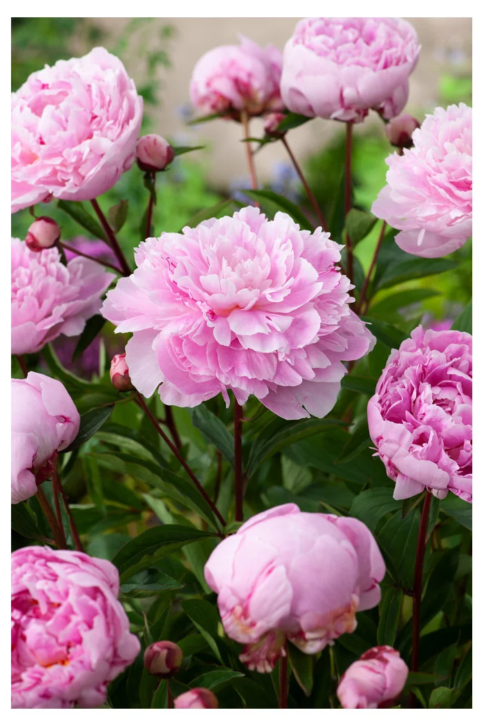 Piwonia 'Sarah Bernhardt' | Paeonia